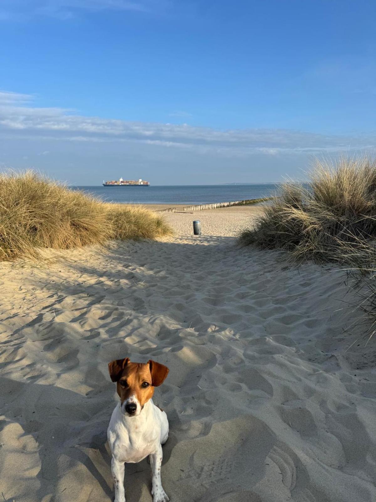 Strand- First Line - Nordsee -zealand - Noordzee Holland *